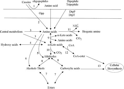 Lactic Acid Fermentation Products