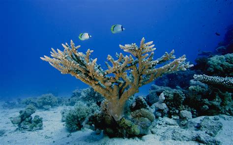 Seabed Corals wallpapers and images - wallpapers, pictures, photos