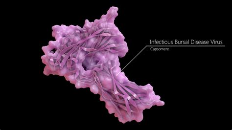 Infectious Bursal Disease Virus (IBDV) 3D Model $59 - .obj .ma .fbx ...