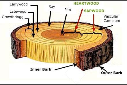 Top 6 Properties of Wood and Timber used in Construction.