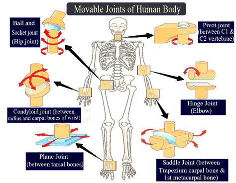 Bones And Muscles / The Skeletal System Class 5 -Notes - CBSE Class ...