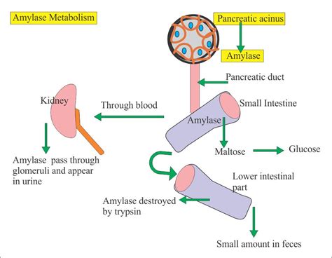 What Is The Function Of Pancreatic Lipase | Sitelip.org