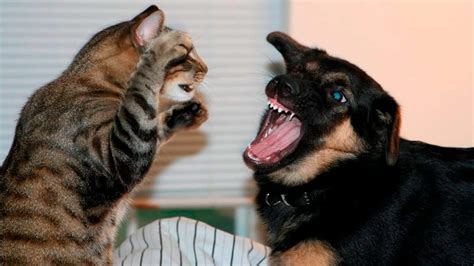 Download Funny Dog And Cat Picture Fighting | Wallpapers.com