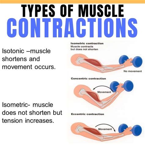 What's The Difference Between Isometric and Isotonic Muscle Contractions?