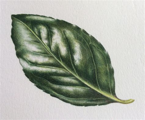 Shiny Leaf Step-by-Step | Leaf drawing, Botanical drawings, Botanical ...