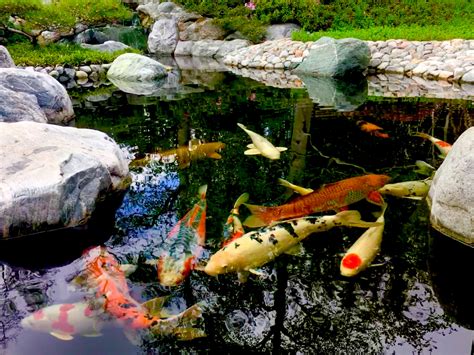 small koi pond Koi ponds garden fish small - koibait