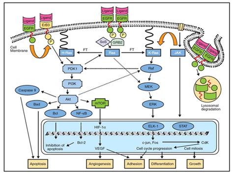 Figure (2-4): Schematic diagram of the EGFR and downstream signaling ...