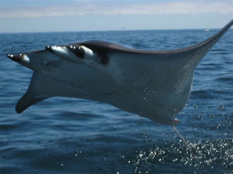 The Dive Shack Tides: Creature Feature: Flying Mobula Rays