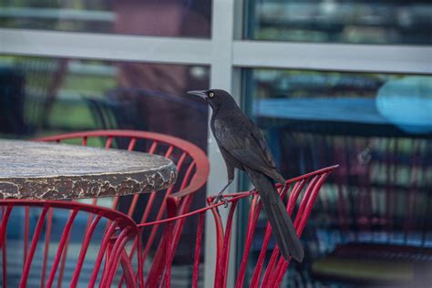 Common Grackle Bird Free Stock Photo - Public Domain Pictures