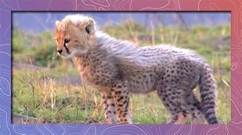 save the world Cute Baby African Animals Love to Play | Compilation ...