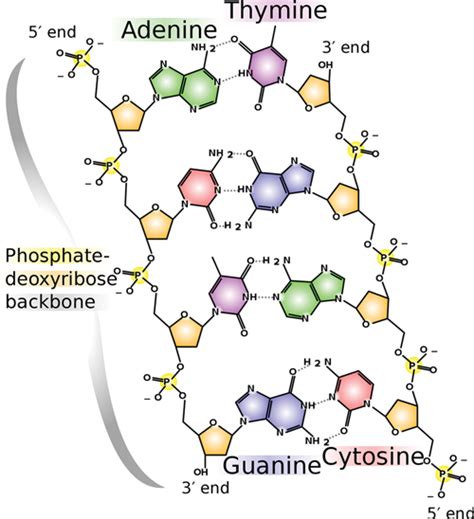 The structure of DNA showing the phosphate backbone and the base ...