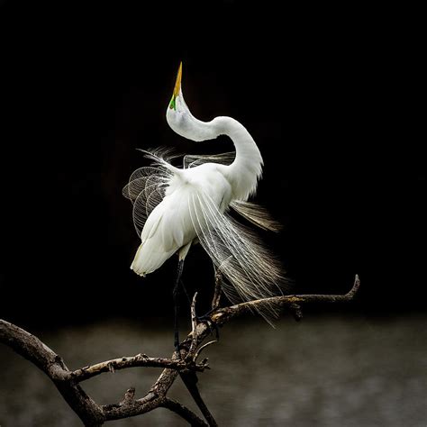 Great White Egret Feathers III Photograph by Patti Deters - Pixels