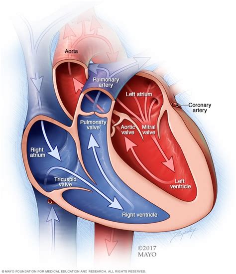 Aortic valve repair and aortic valve replacement - Mayo Clinic