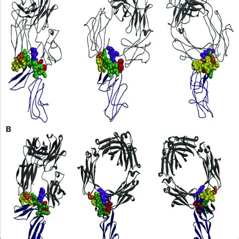 | The interaction of IgG-Fc with FcγRIIA and FcγRIIB is similar. The ...