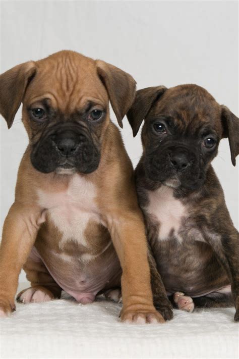 Boxer Puppies (25 Beautiful Boxer Babies) - Talk to Dogs