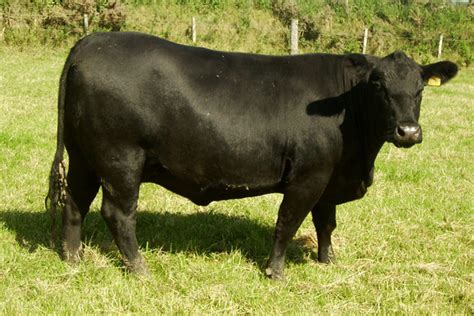 Aberdeen Angus Cattle | Cows Forres | Livestock Farming Inverness