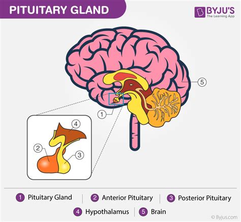 Hypothalamus- Structure, Functions, Hormones, and its Disorders