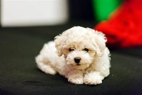 How Often Should You Bathe A Bichon Frise Puppy