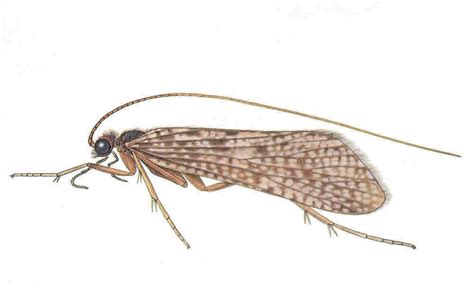 THE CADDISFLY UNDERGOES COMPLETE METAMORPHOSIS