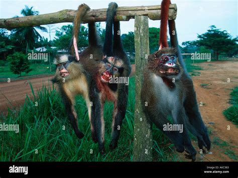 Monkeys do hi-res stock photography and images - Alamy