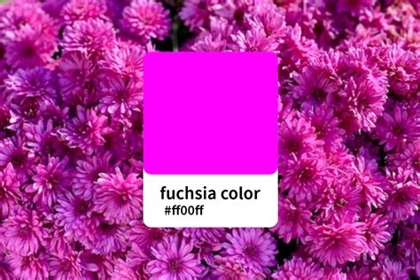 Everything You Should Know About Fuchsia Color | Fotor