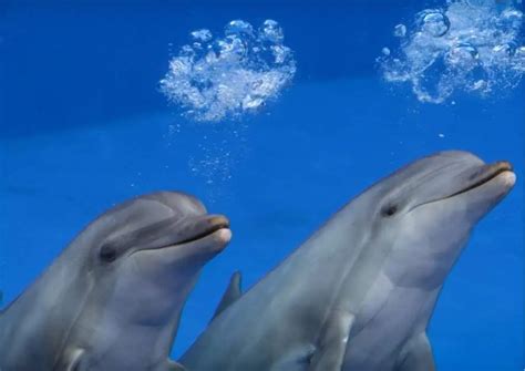 How Do Dolphins Communicate? - AnimalBehaviorCorner