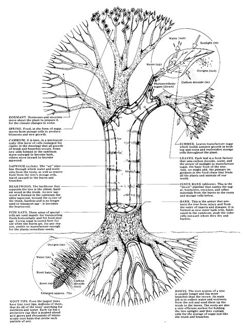 Plant Biology disease diagnosing treatment Sick Tree Help