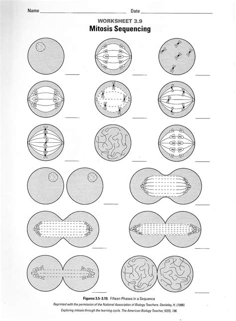 Ison Biology: Mitosis Sequencing