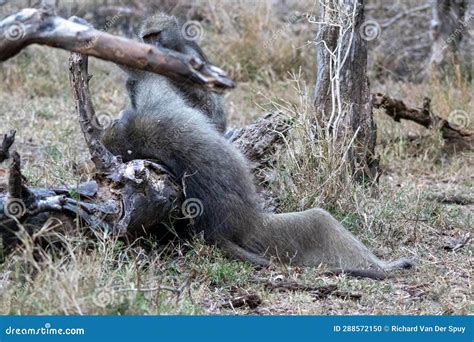 Chacma Baboon Isolated in the Kruger National Park Stock Photo - Image ...