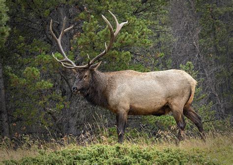 Rocky Mountain National Park Bull Elk Photograph by John Vose