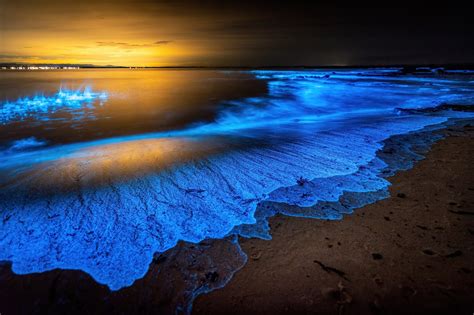 4 Unbelievable Bioluminescent Beaches – USA - Travel Zone by Best Western