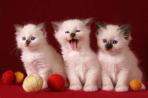 3 Cute Kittens HD desktop wallpaper : Widescreen : High Definition ...