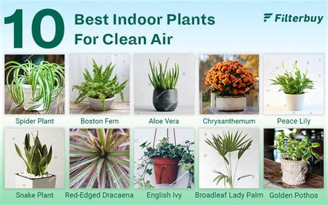 10 Best Air Purifying Plants | FilterBuy