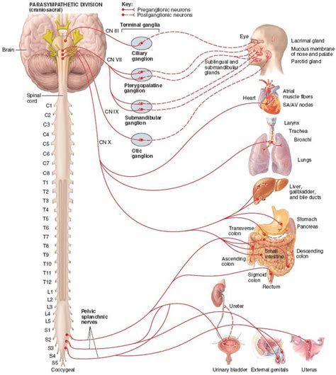 Structure of the parasympathetic division of the autonomic nervous ...