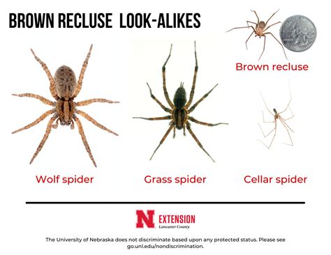 Brown Recluse Spiders | Nebraska Extension in Lancaster County