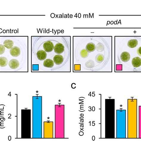 Sequence alignment of formyl-CoA transferases. Pfam02515, CoA ...