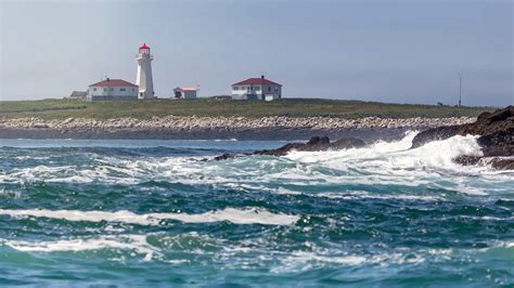 Machias Seal Island – Jason Gambone Photography