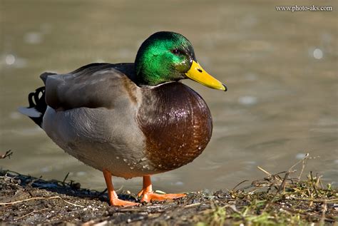 مرغابی duck ordak