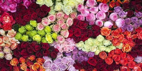 14 Rose Color Meanings - What Do the Colors of Roses Mean for Valentine ...