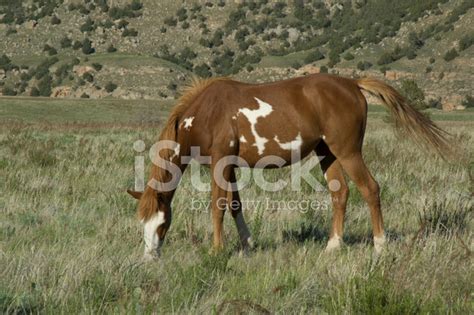 Wild Horse From The Black Hills Sanctuary Stock Photo | Royalty-Free ...