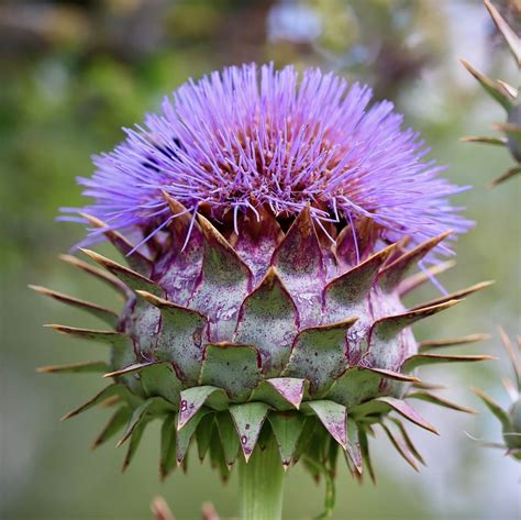 Cardoon Seeds, Cynara Cardunculus Seeds, Flower Seeds#148 – Mays Garden ...