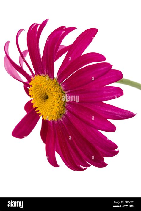 Flower of pyrethrum, isolated on white background Stock Photo - Alamy