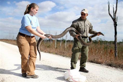 Florida Python Challenge 2024 - Rois Vivien