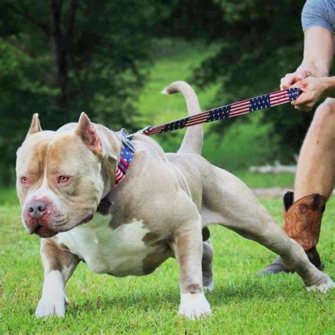 The Top XL American Bully Breeders in the World Right Now | World ...