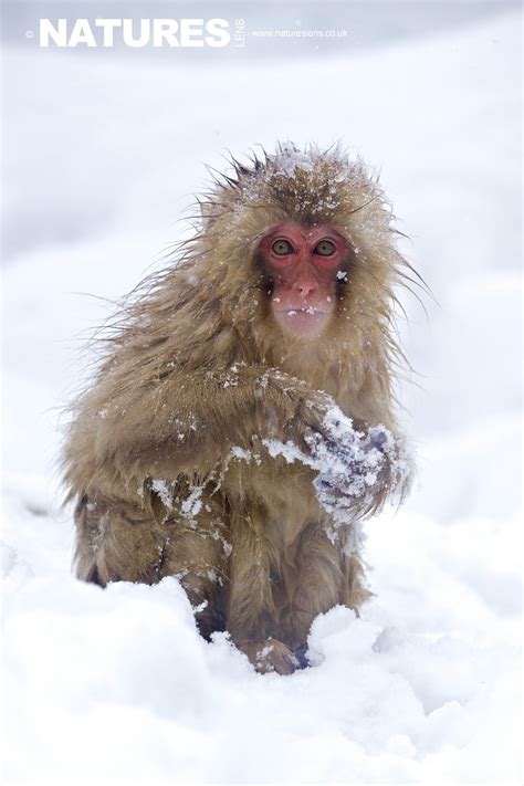 Pin on Japanese Winter Wildlife