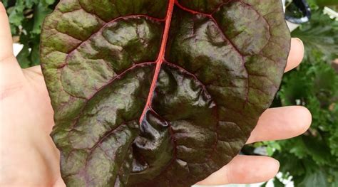 Rainbow Swiss Chard: Better Indoors or Outdoors? | GROW YOUR HEALTH ...