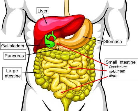 [DIAGRAM] Celiac Intestine Diagram - MYDIAGRAM.ONLINE