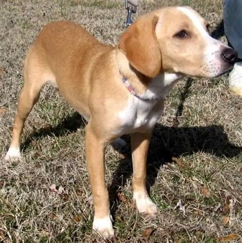 The Beagle Lab Mix: Everything You Need to Know - ebknows