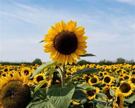 From Blooms To Seed Heads: A Guide To Sunflower Photography