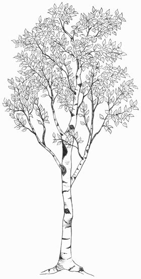 birch tree tattoo - Google Search | Birch tree tattoos, Tree tattoo ...